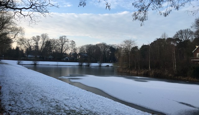 Waterlelie, January 2017