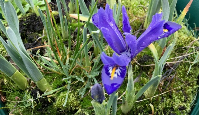 Iris, March 2017