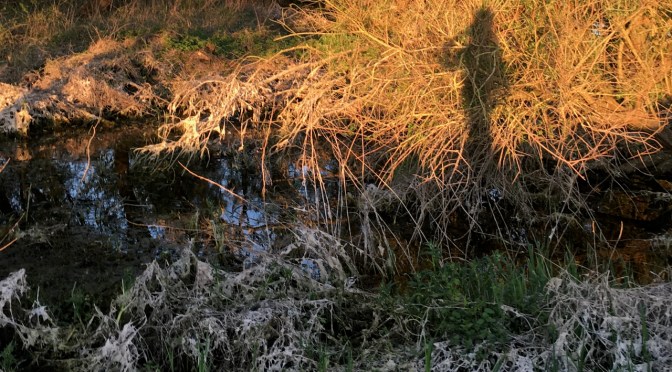 Stress & Shakuhachi (Part 1)